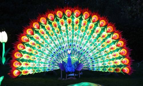 Don’t Miss Wild Lights At Dublin Zoo- It's Even More Spectacular Than Last Year! peacock